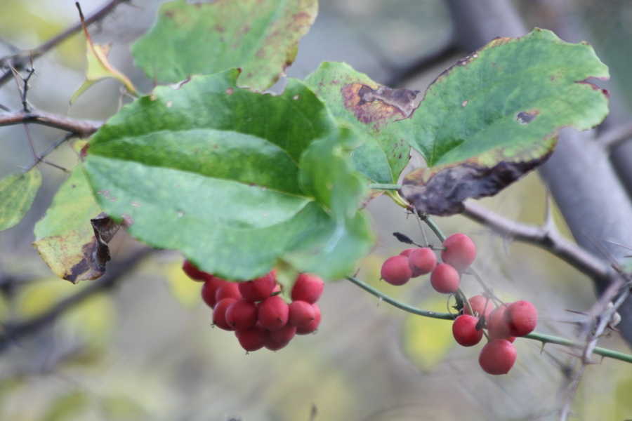 Nord Grecia : Smilax excelsa